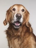 Portrait of Golden Retriever