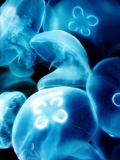 Buy Jellyfish at AllPosters.com