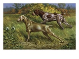 Weimaraner and German short-haired pointer point to prey in field
