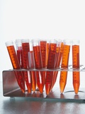 Buy Test tubes filled with orange liquid at AllPosters.com