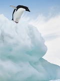 Buy Penguin on Iceberg at AllPosters.com