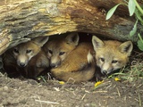 Buy Red Fox Kits Huddled at Den Entrance at AllPosters.com