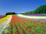 Field of Colorful Flowers