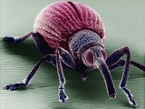Buy A Snout Beetle at AllPosters.com