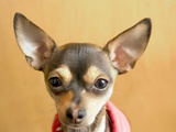 Portrait of a Chihuahua