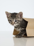 Kitten crawling out of paper bag