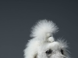 Buy Close up on poodles eyes and forehead at AllPosters.com