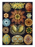 Buy Illustration of Ascidiacea by Ernst Haeckel at AllPosters.com