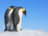 Buy Emperor penguins at AllPosters.com