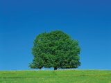 Lonely Tree in Field