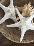 Starfish in a basket