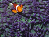 Buy Anemone Fish at AllPosters.com