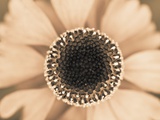 Buy Orange Aster at AllPosters.com