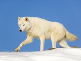 Arctic Wolf Against Blue Sky