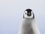 Emperor Penguin Chick