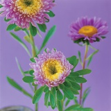Purple and yellow chrysanthemums with green leaves