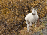 Young Dall Sheep Ram, Denali National Park, Alaska