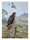 Red-tailed hawk sits on fence; kingbird chases hawk near marsh hawk