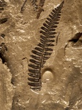 Fossil Fern Found in the Vermillion Grove Coal Mine in Illinois