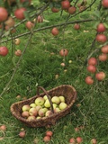 Basket of apples under apple tree