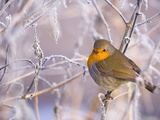 Robin among frost covered branches