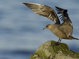 Buy Arctic Skua at AllPosters.com