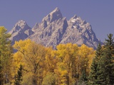 Buy Autumn Color in Grand Teton National Park at AllPosters.com