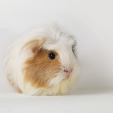 Guinea pig sitting on white background