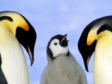 Buy Adult Emperor Penguins (Aptenodytes Forsteri) and Chick, Atka Bay Colony, Weddell Sea, Antarctica. at AllPosters.com