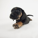 Puppy Stretching