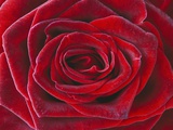 Rosa 'Baccara' Hybrid Tea Rose