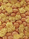 Buy Cilia and mucous cells of oviduct (rat) at AllPosters.com
