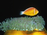 Pink Anemonefish hovers over Magnificent Sea Anemone