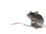 Buy Mouse Standing on Hind Legs, White Background at AllPosters.com