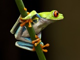 Red-Eyed Tree Frog in Costa Rica