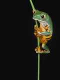 Buy Tiger Striped Lemur Frog at AllPosters.com
