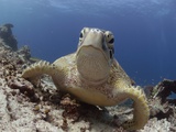 Green sea turtle ( Chelonia mydas ), Sipidan, Sabah, Malaysia, Borneo, South-east Asia
