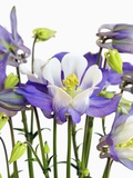 Buy Columbine Flowers at AllPosters.com