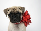 Artist's Choice: Pug Puppy with a Red Bow around its Neck
