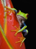 Buy Red-eyed Tree Frog at AllPosters.com