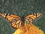 Monarch Butterfly (Danaus plexippus) in Rain on Sunflower, Nova Scotia