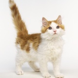 Ginger and White Kitten