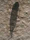 Buy Single Archaeopteryx Feather Fossil at AllPosters.com