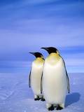 Buy Emperor Penguins (Aptenodytes Forsteri) Near Their Nesting Colony at Atka Bay, Weddell Sea, Antarct at AllPosters.com