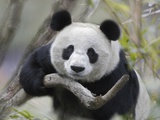 Giant Panda