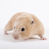 Buy Hamster at AllPosters.com