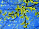 Spring Leaves, Irving Nature Park, Saint John, New Brunswick, Canada