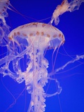 Purple-Striped Jellyfish (chrysaora colorata)
