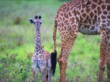 Baby Masai Giraffe at Serengeti National Park
