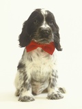 Black and White Springer Spaniel Puppy with Bow Tie Photographic Print